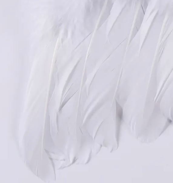시크벨 아기 천사날개 촘촘하고 풍성한 깃털 밀도