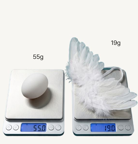 시크벨 아기 천사날개 짧은 찰나를 위한 가벼운 착용감